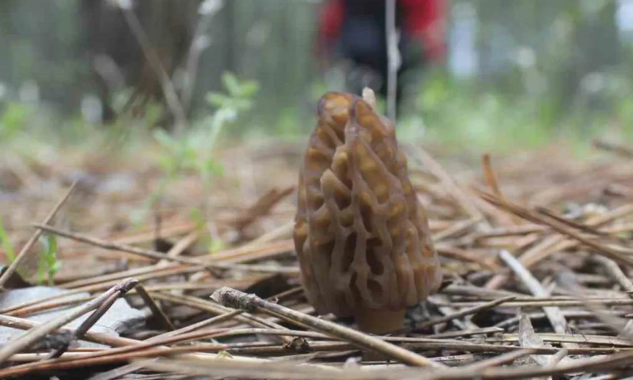 Altın değerinde kazanç… Ormandan bedavaya toplayıp kilosu bin 500 TL’den satıyorlar