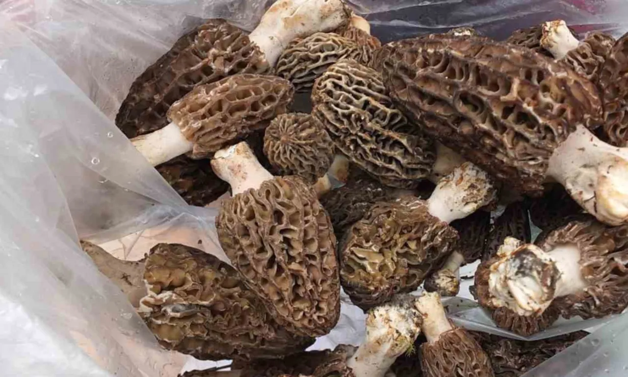 Altın değerinde kazanç… Ormandan bedavaya toplayıp kilosu bin 500 TL’den satıyorlar