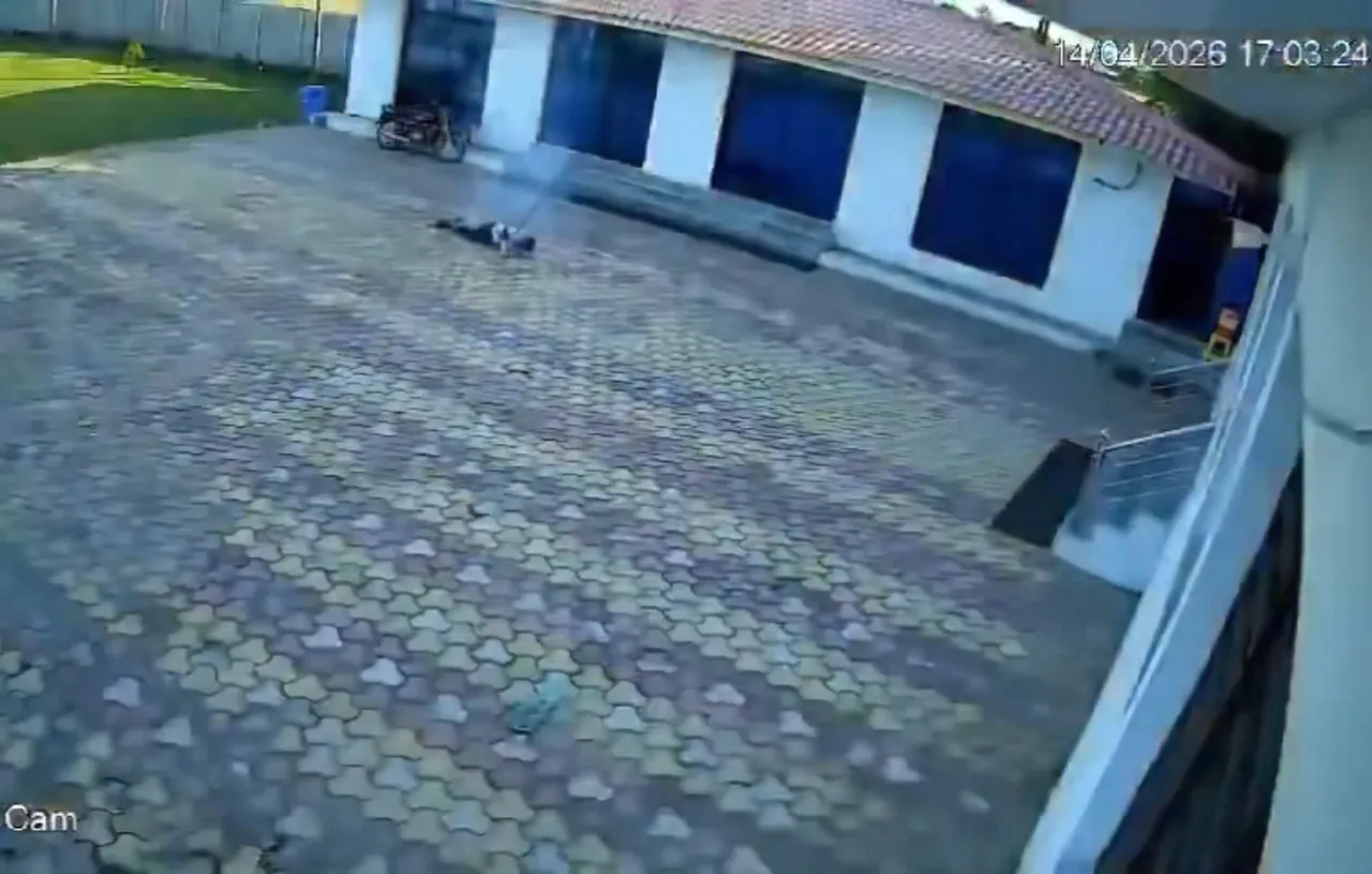 Hindistanda acı olay! Maymunu korkutmak isterken canından oldu