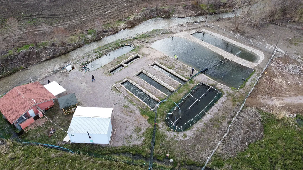 Kaynak suyunda yetişiyor, canlı canlı satılıyor! Kilosu 300 liraya kapış kapış gidiyor