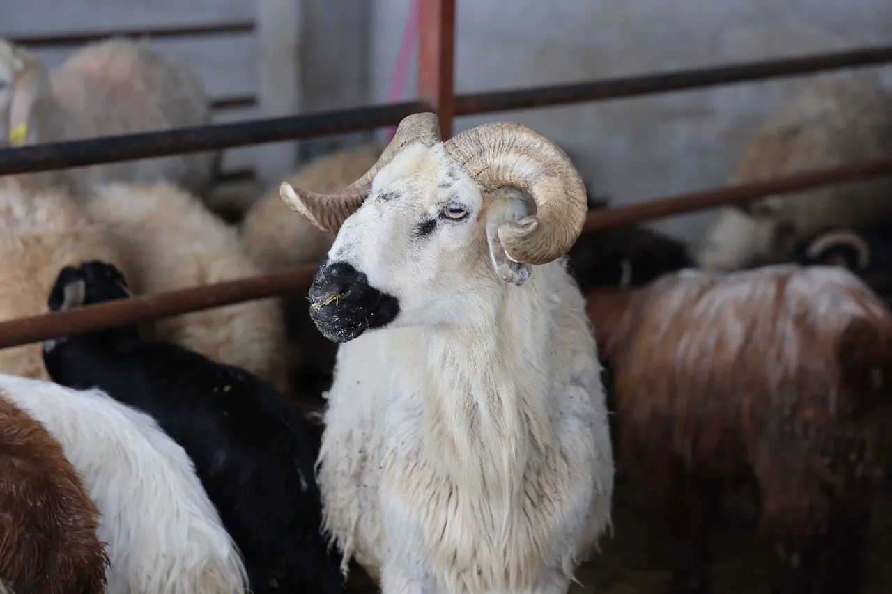 Kurbanlık satışları başladı! İşte fiyatlar 