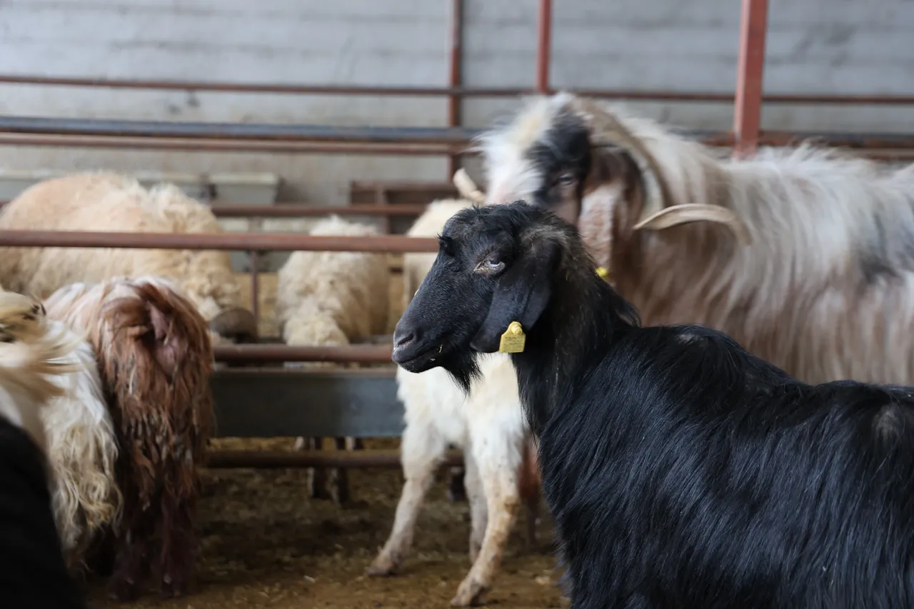 Kurbanlık satışları başladı! İşte fiyatlar