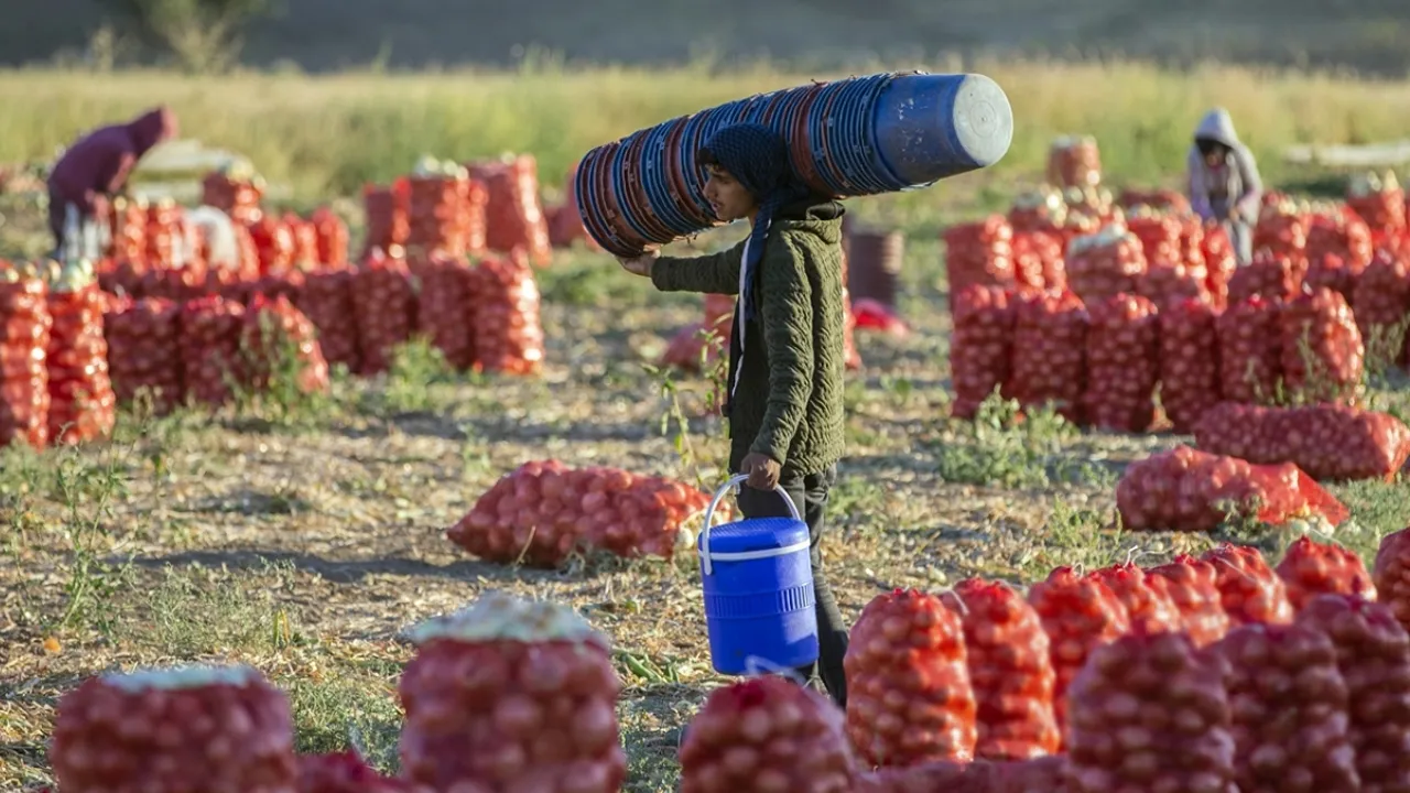 Pazarın en ucuzu: Kilosu 15 lira! Amasya'dan Avrupa'ya ihraç ediliyor