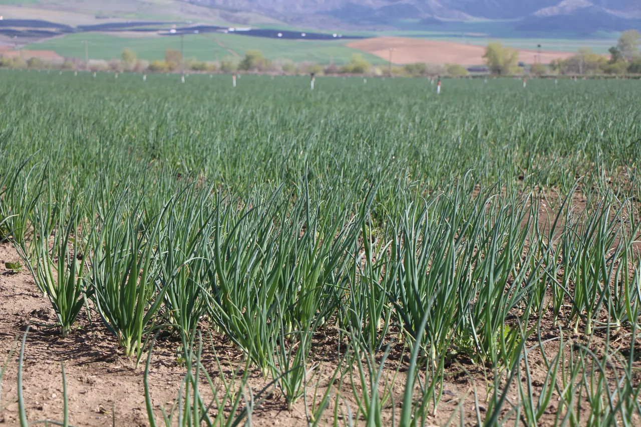 Pazarın en ucuzu: Kilosu 15 lira! Amasya'dan Avrupa'ya ihraç ediliyor