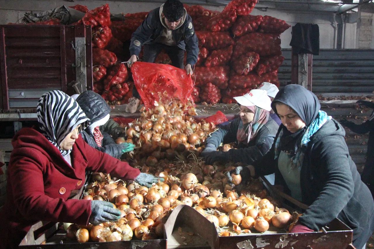 Pazarın en ucuzu: Kilosu 15 lira! Amasya'dan Avrupa'ya ihraç ediliyor