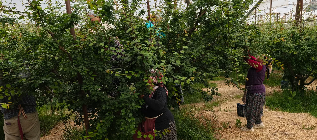 Sezona 10 bin liradan başlamıştı, kilosu 200 liraya düştü!