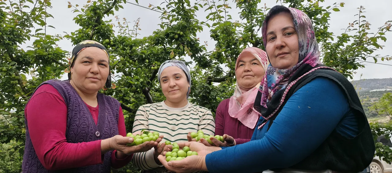 Sezona 10 bin liradan başlamıştı, kilosu 200 liraya düştü!