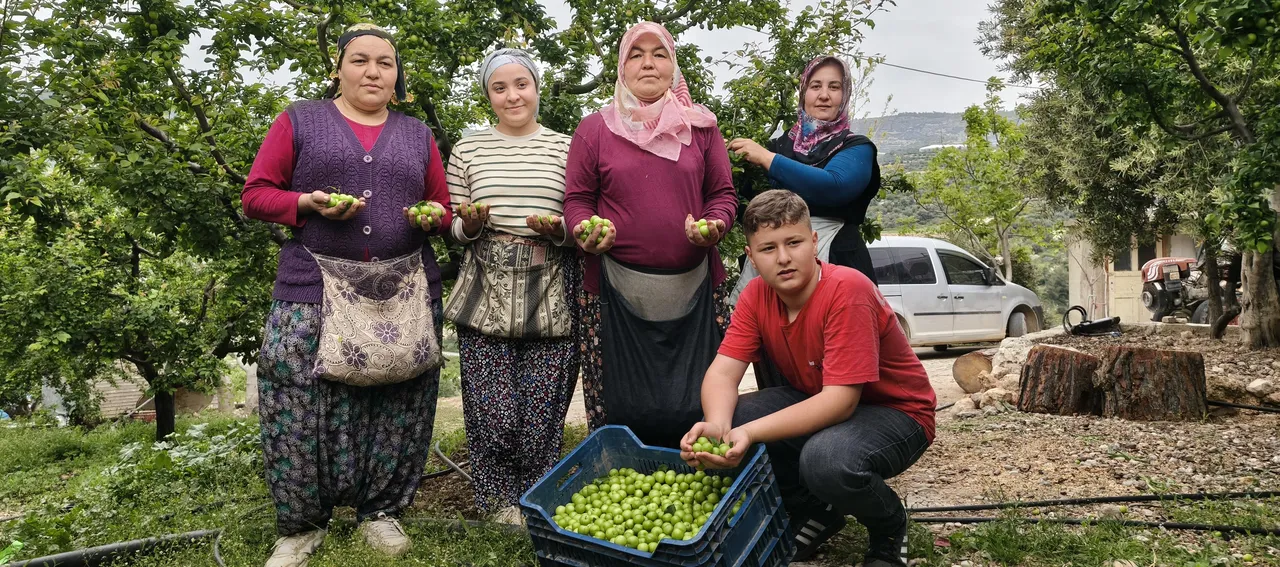 Sezona 10 bin liradan başlamıştı, kilosu 200 liraya düştü!