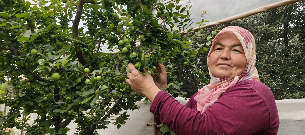 Sezona 10 bin liradan başlamıştı, kilosu 200 liraya düştü!