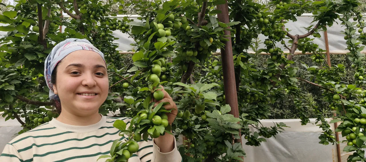 Sezona 10 bin liradan başlamıştı, kilosu 200 liraya düştü!