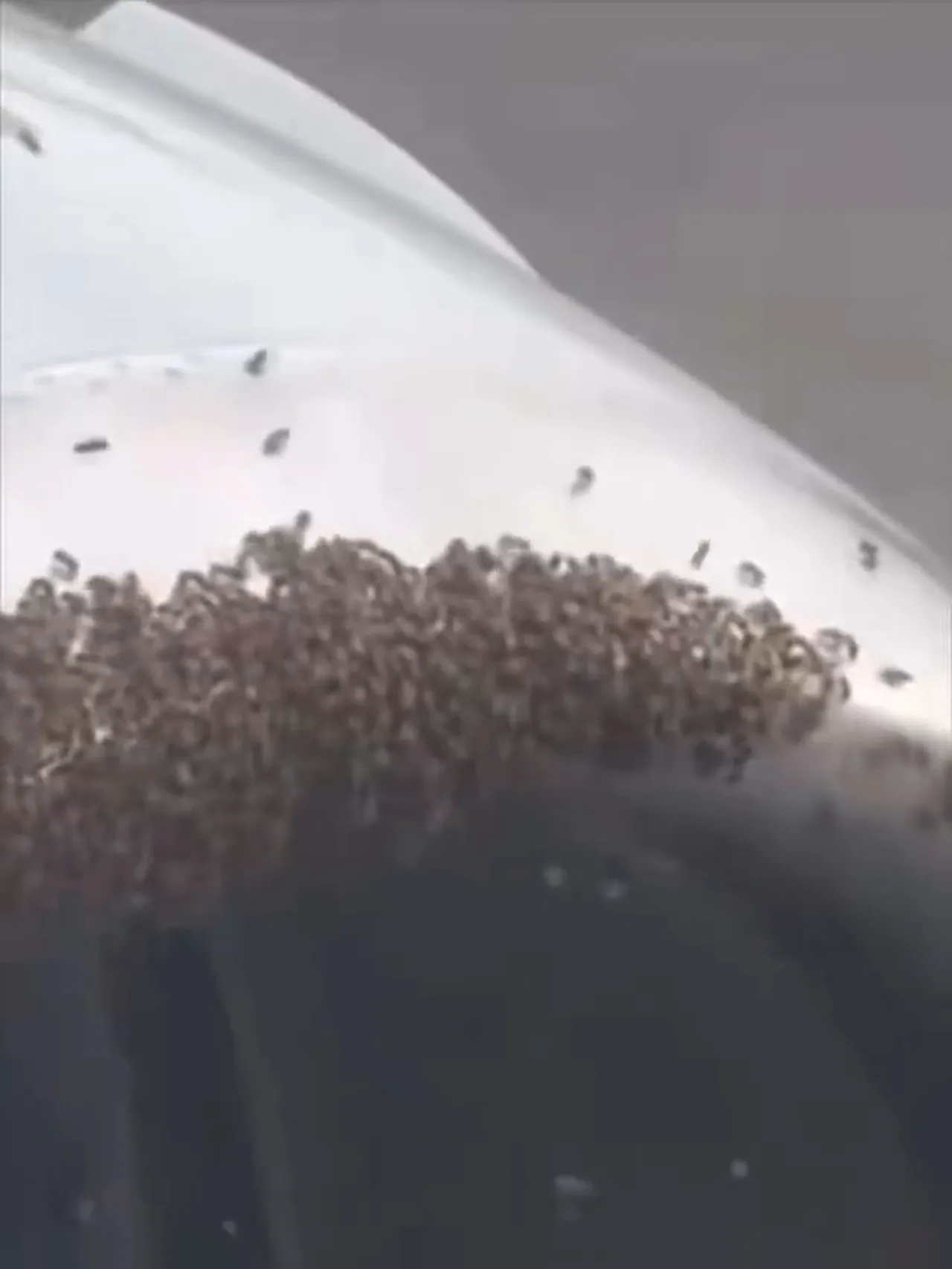 Tarihin en büyük istilası! Evleri ve iş yerlerini sardı, İsrailliler panik halinde