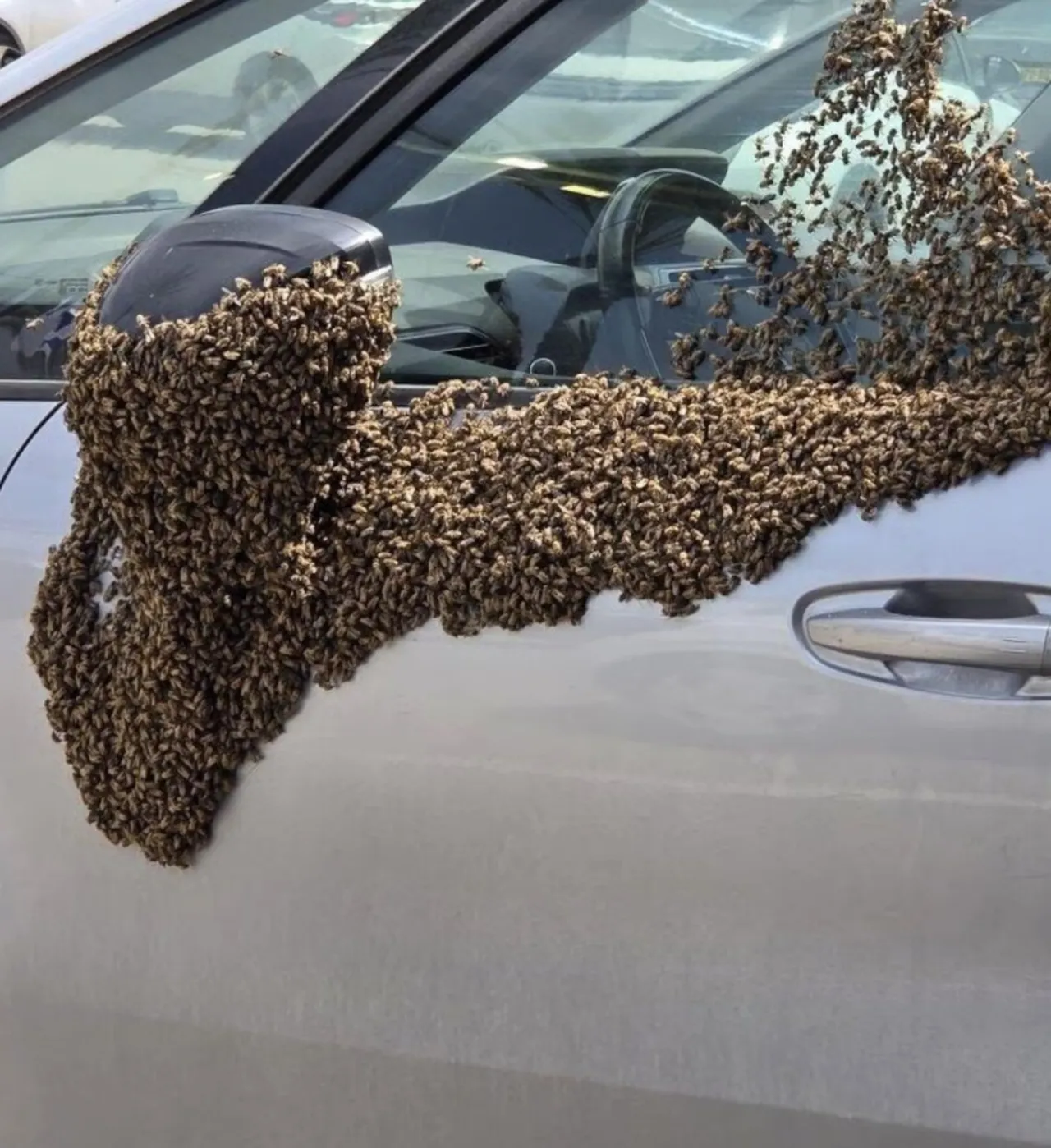 Tarihin en büyük istilası! Evleri ve iş yerlerini sardı, İsrailliler panik halinde