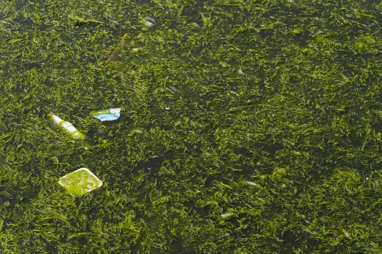 11. kez tekrarlayan tehlike! En çok Körfez risk altında, İzmir’de bir alarm daha