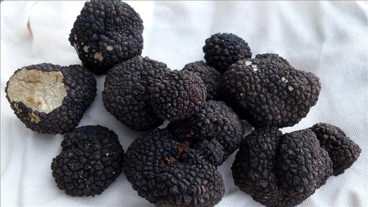 Bu iş için İtalyadan Türkiyeye geldi! Kilosunu 18.500 TLden Avrupaya ihraç ediyor