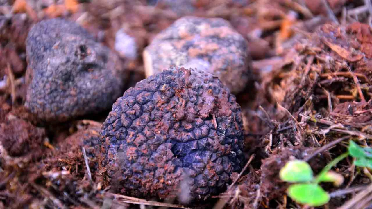 Bu iş için İtalyadan Türkiyeye geldi! Kilosunu 18.500 TLden Avrupaya ihraç ediyor