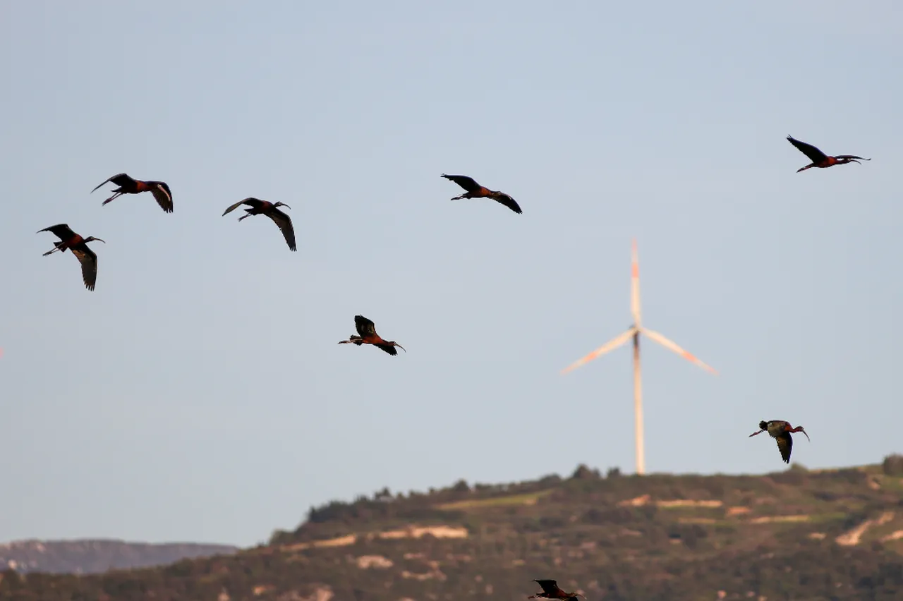Göçün kalbi Samandağ’da atıyor: Milleyha Sulak Alanı göçmen kuşların uğrak noktası oluyor