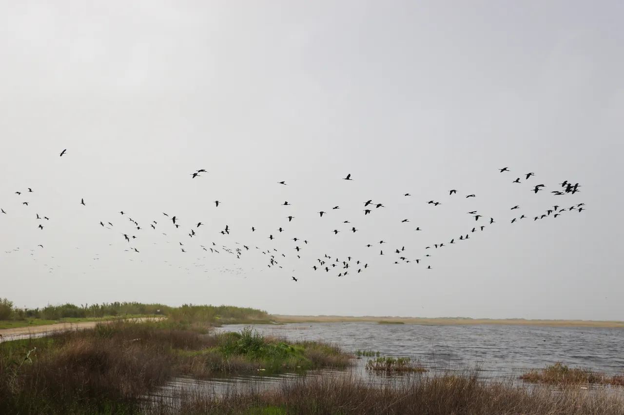 Göçün kalbi Samandağ’da atıyor: Milleyha Sulak Alanı göçmen kuşların uğrak noktası oluyor