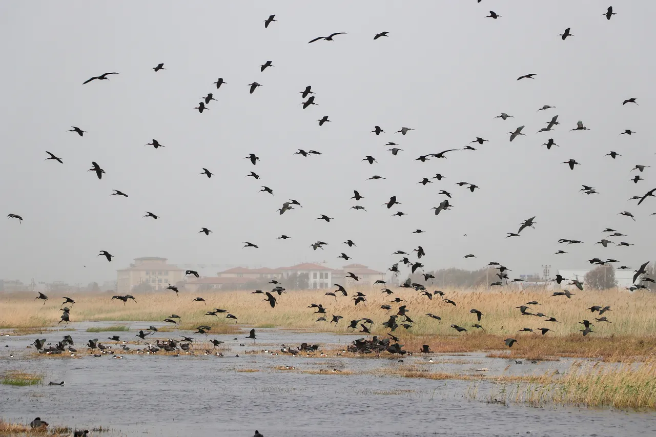 Göçün kalbi Samandağ’da atıyor: Milleyha Sulak Alanı göçmen kuşların uğrak noktası oluyor