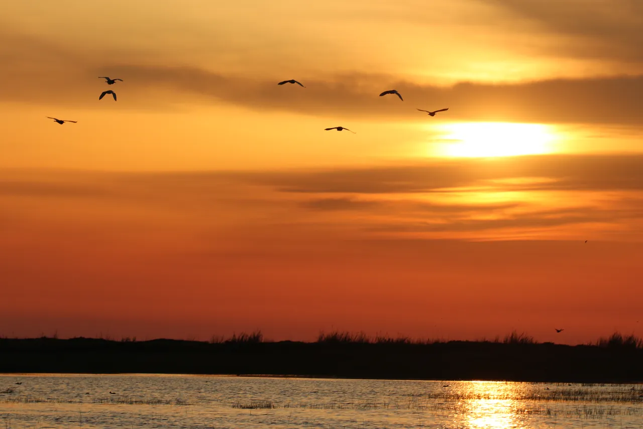 Göçün kalbi Samandağ’da atıyor: Milleyha Sulak Alanı göçmen kuşların uğrak noktası oluyor