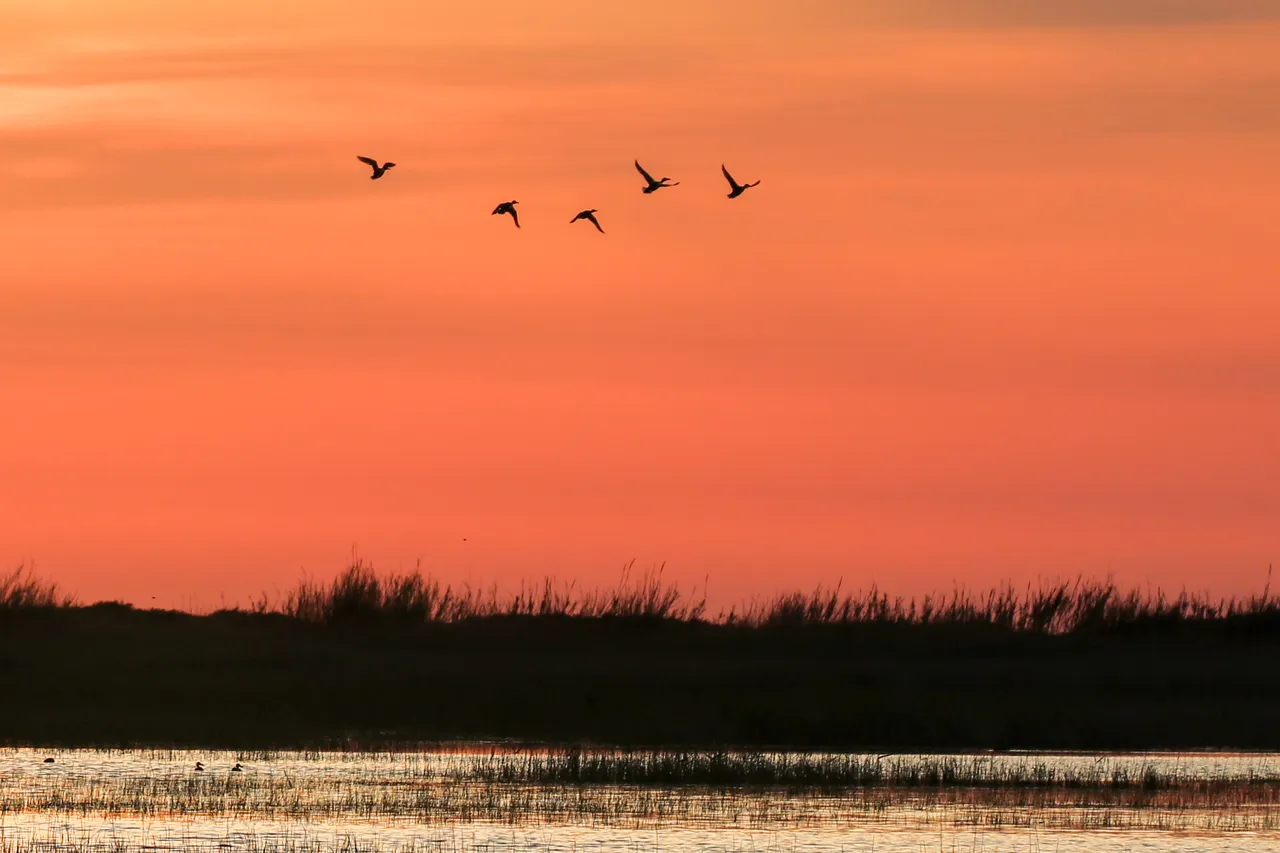 Göçün kalbi Samandağ’da atıyor: Milleyha Sulak Alanı göçmen kuşların uğrak noktası oluyor