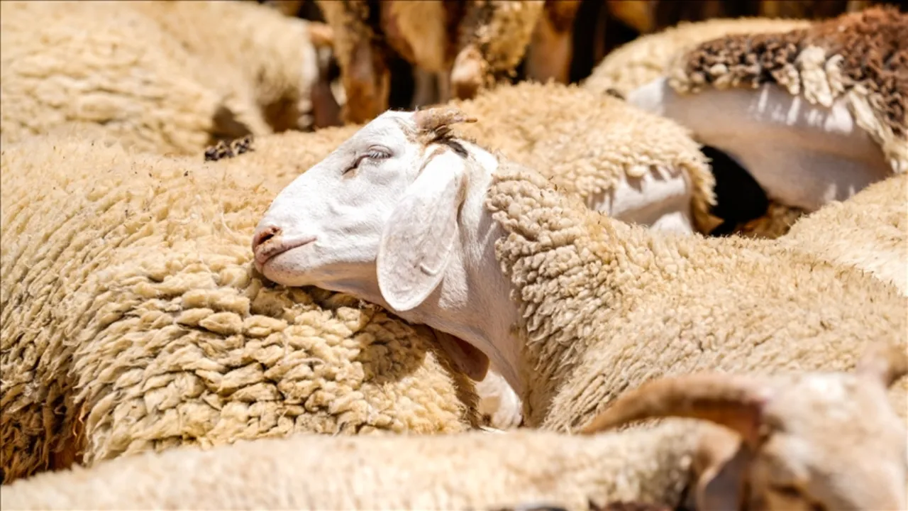 Kurbanlık fiyat listesi 2026! Küçükbaş, büyükbaş kurbanlık ne kadar, kaç TL?