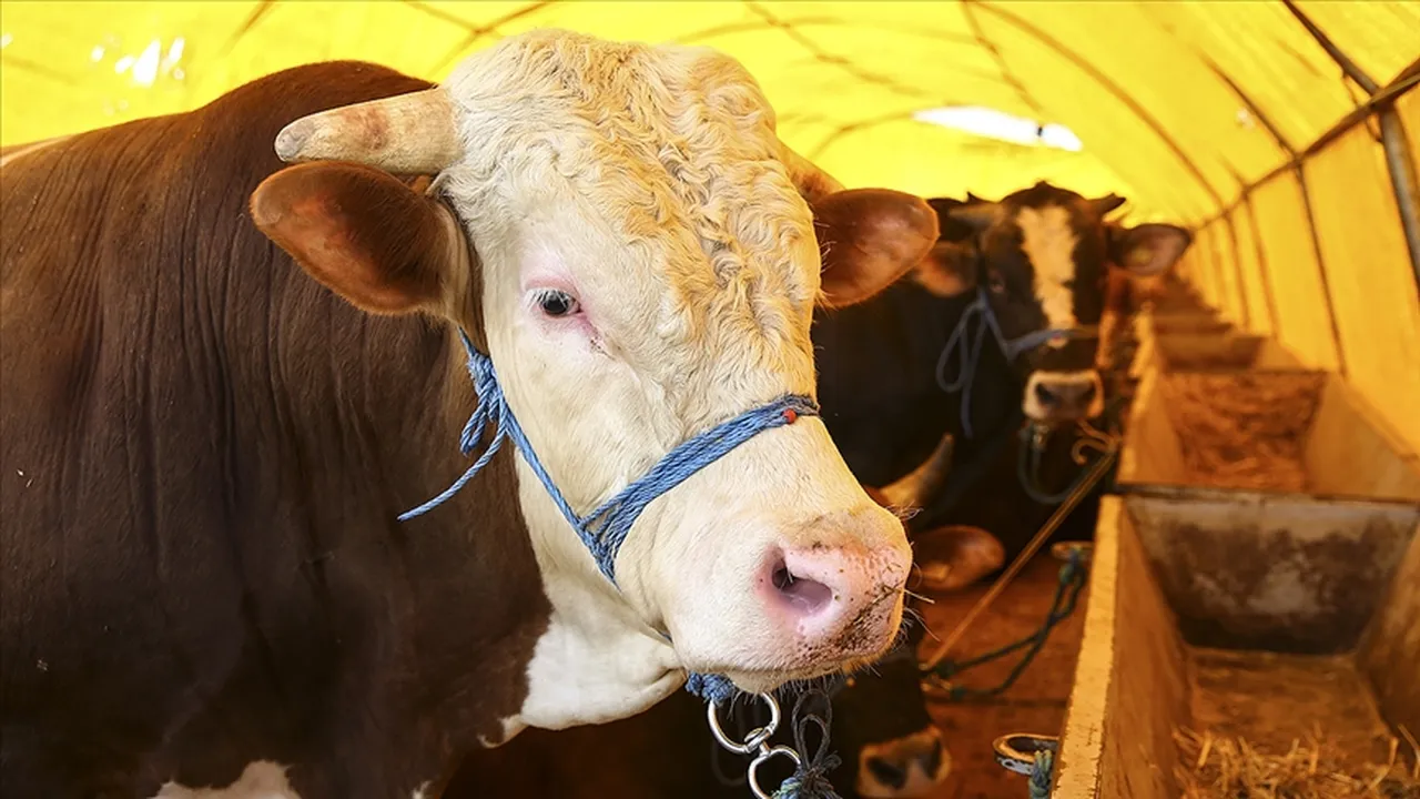Kurbanlık fiyat listesi 2026! Küçükbaş, büyükbaş kurbanlık ne kadar, kaç TL?