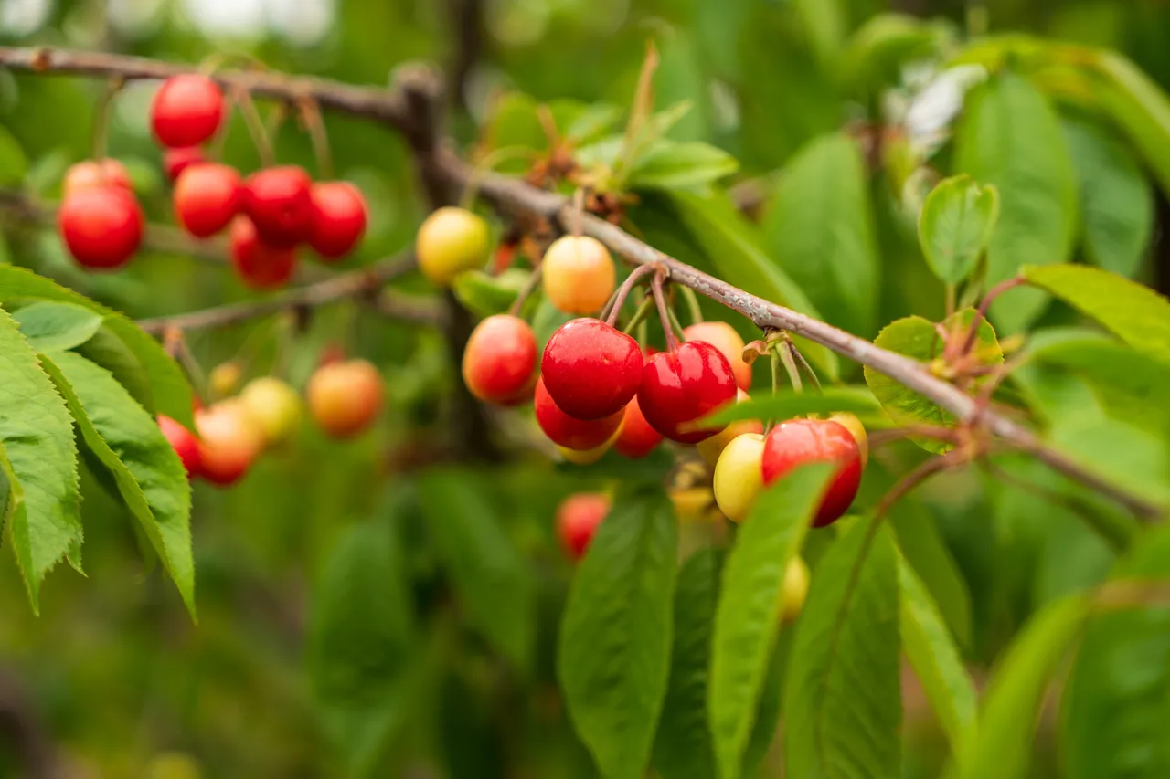 Kuzey yarım kürenin ilk hasadı Manisadan! Kilosu 6 bin TLye satıldı