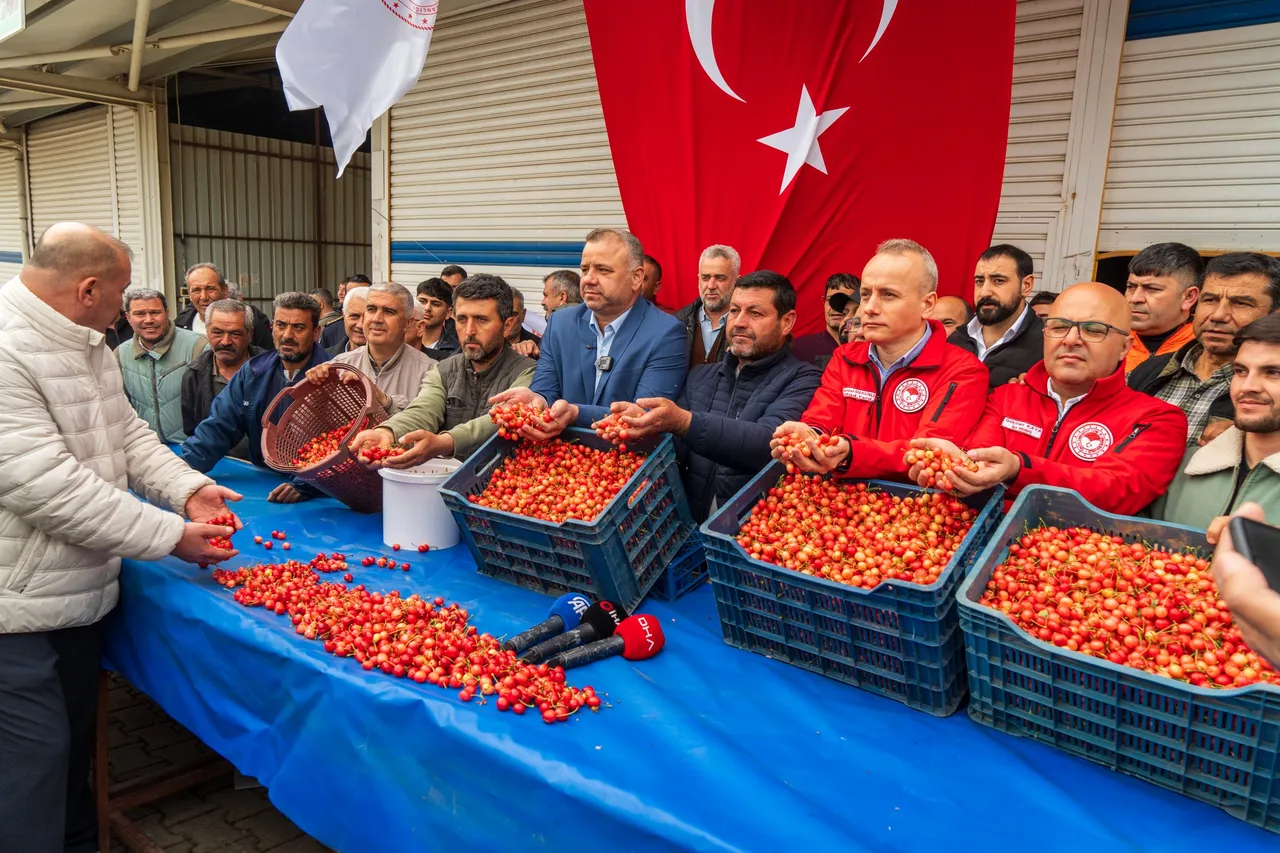 Kuzey yarım kürenin ilk hasadı Manisadan! Kilosu 6 bin TLye satıldı