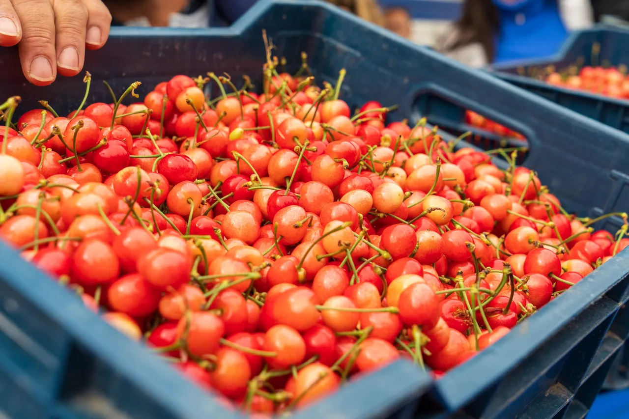 Kuzey yarım kürenin ilk hasadı Manisadan! Kilosu 6 bin TLye satıldı