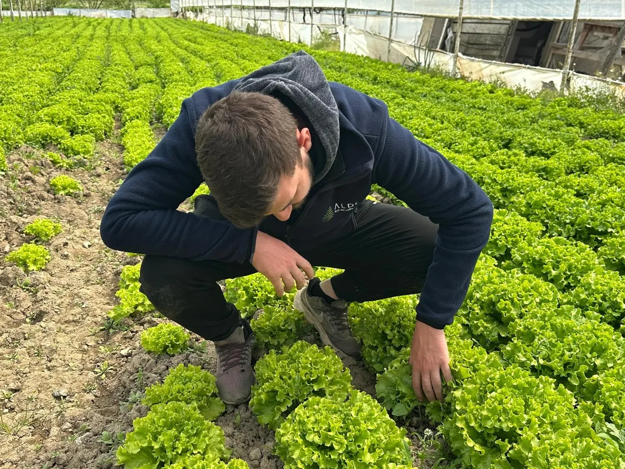 2 liraya tarlada kaldı  denmişti, gerçek bambaşka çıktı! Bu yıl eken bayram ediyor