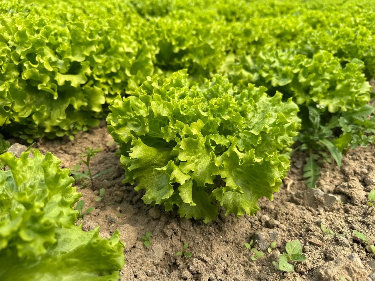 2 liraya tarlada kaldı  denmişti, gerçek bambaşka çıktı! Bu yıl eken bayram ediyor