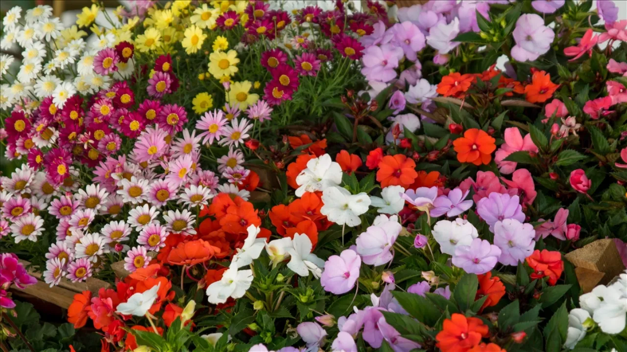 Bayındır çiçek festivali ne zaman? Konser ve etkinlik takvimi açıklandı