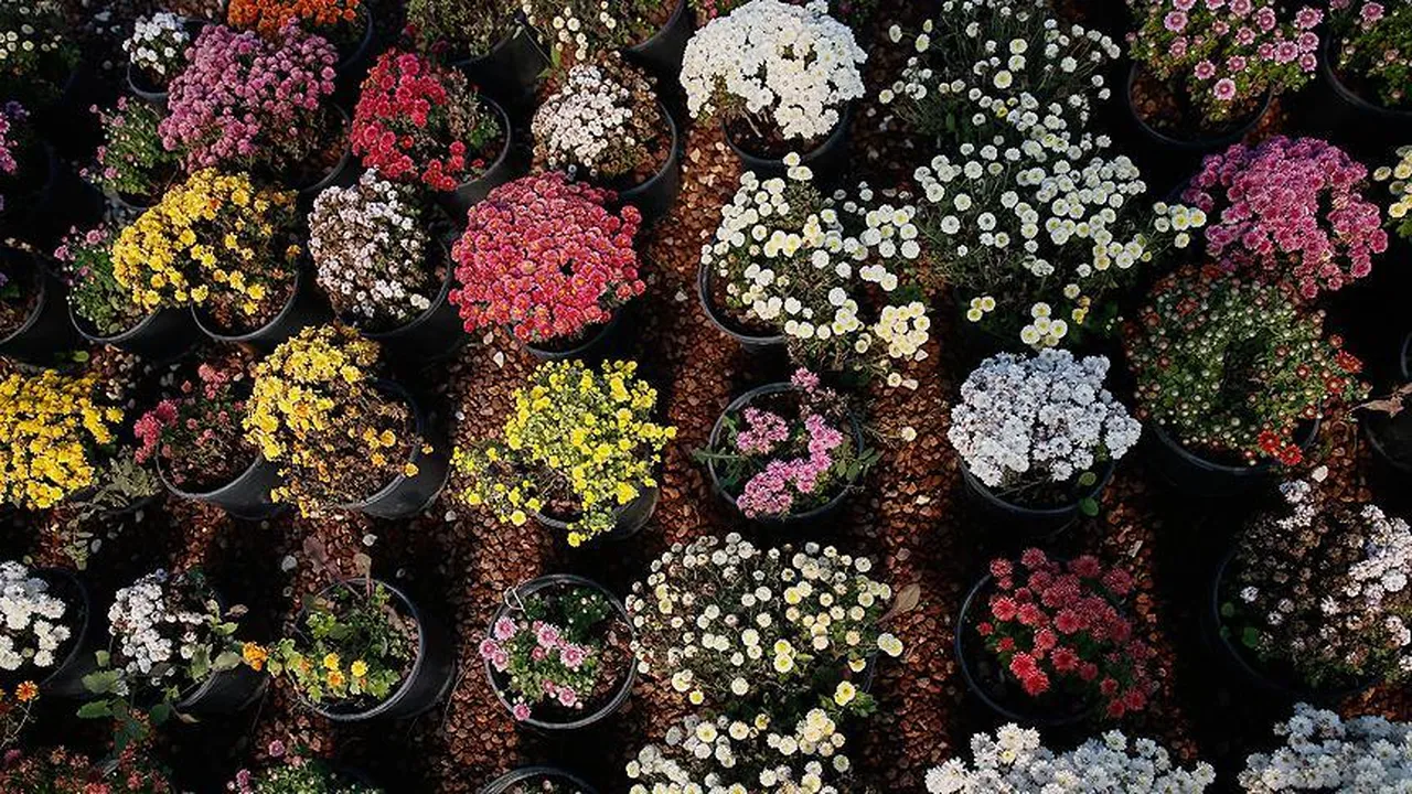 Bayındır çiçek festivali ne zaman? Konser ve etkinlik takvimi açıklandı