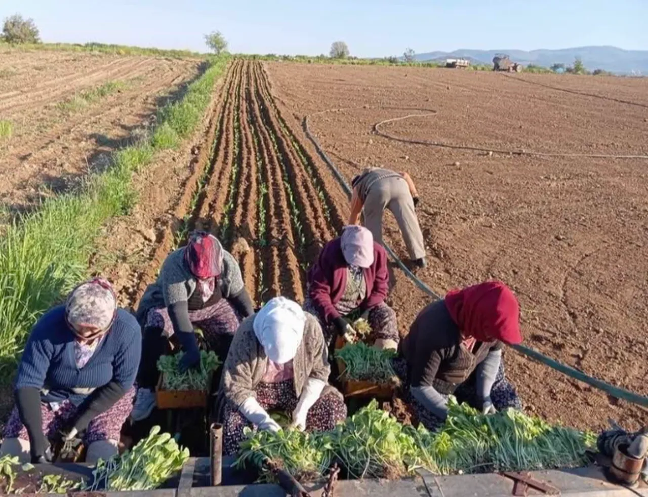 Geçen yıl 190 ile 305 TL arasında satılmıştı! Yeni sezon için ekim başladı