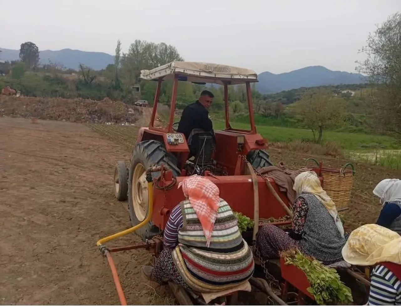 Geçen yıl 190 ile 305 TL arasında satılmıştı! Yeni sezon için ekim başladı