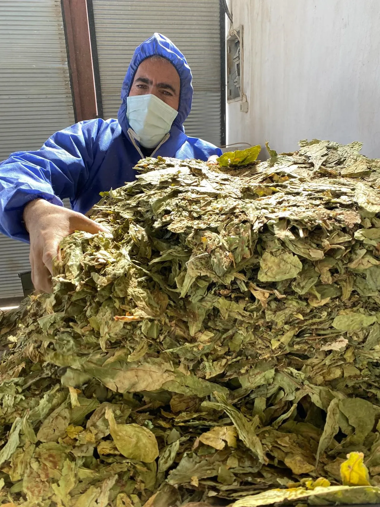 Geçen yıl 190 ile 305 TL arasında satılmıştı! Yeni sezon için ekim başladı