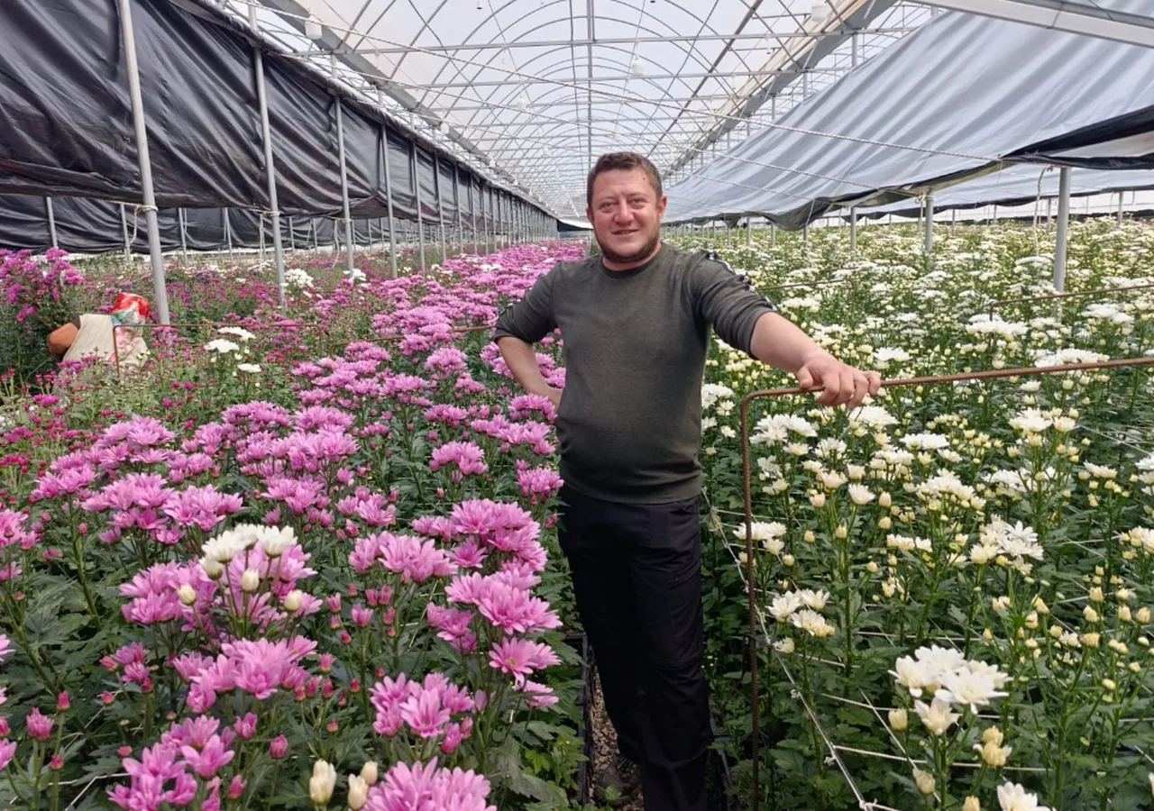 Jeotermal seralarda üretiliyor! Kütahya'dan Hollanda'ya ihraç ediliyor 