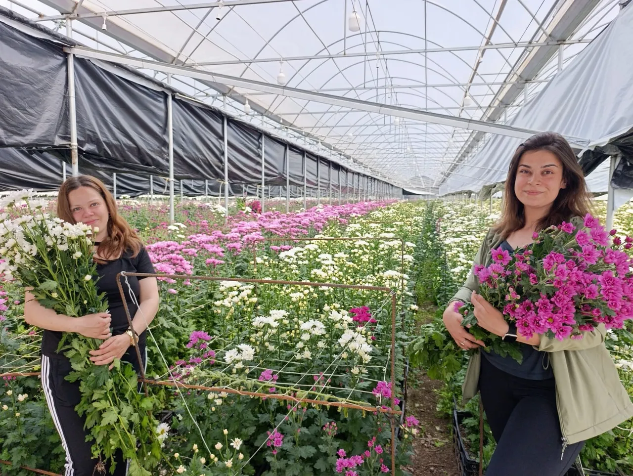 Jeotermal seralarda üretiliyor! Kütahyadan Hollandaya ihraç ediliyor