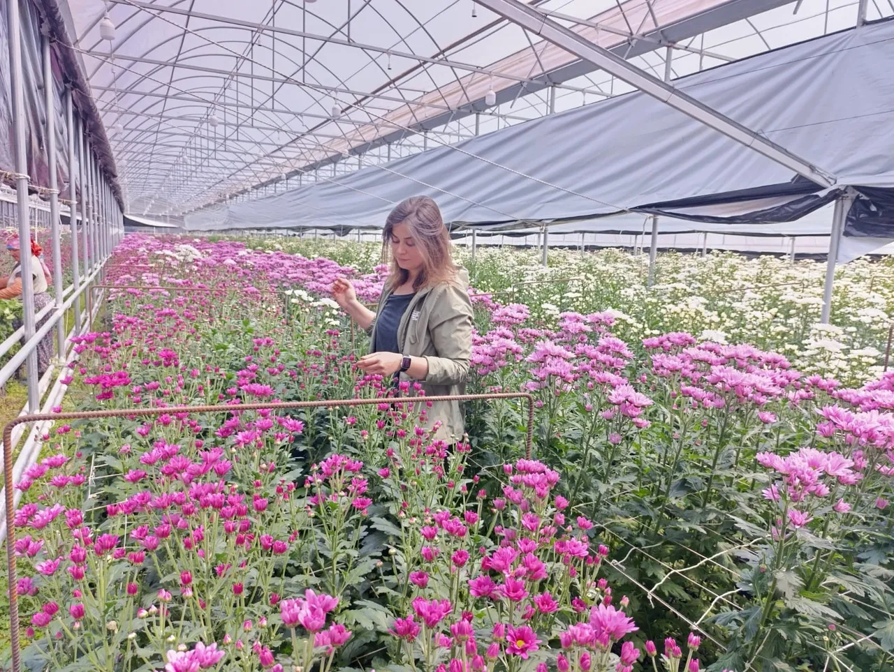 Jeotermal seralarda üretiliyor! Kütahyadan Hollandaya ihraç ediliyor