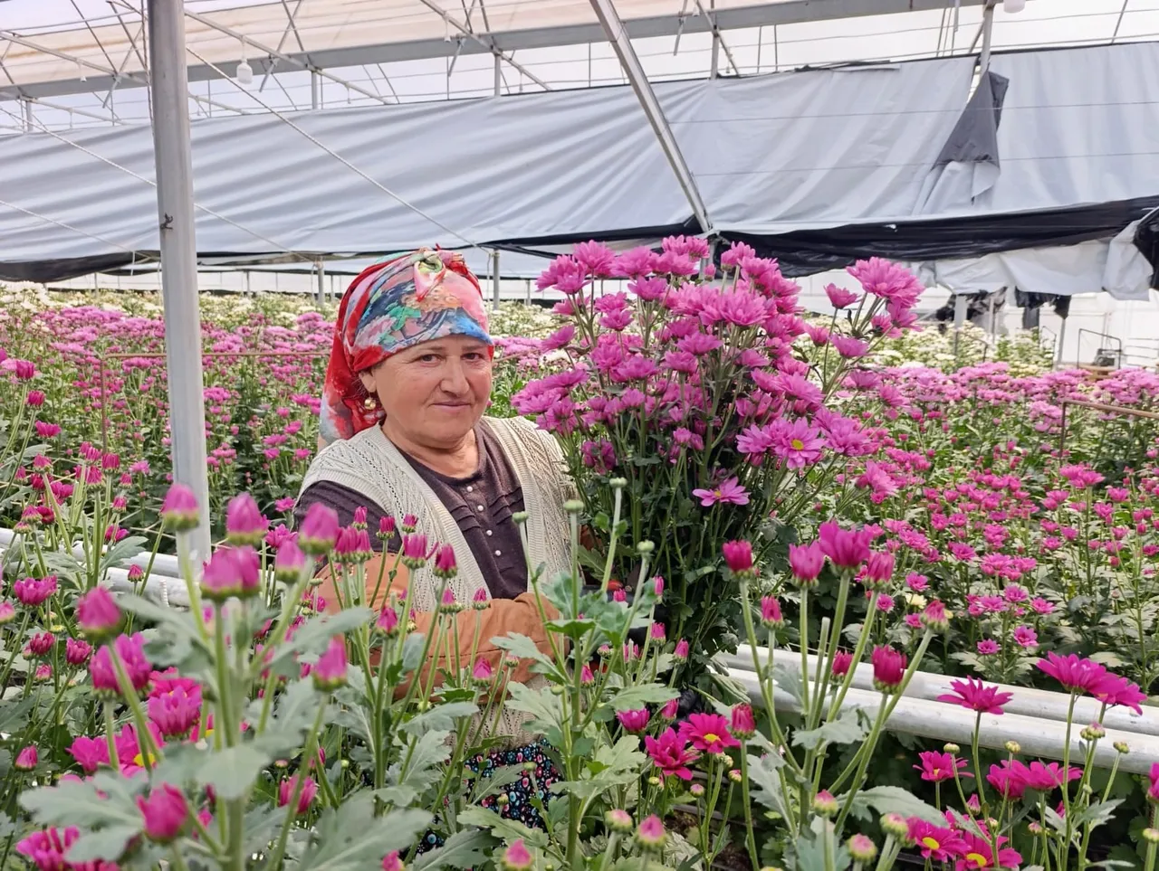 Jeotermal seralarda üretiliyor! Kütahyadan Hollandaya ihraç ediliyor