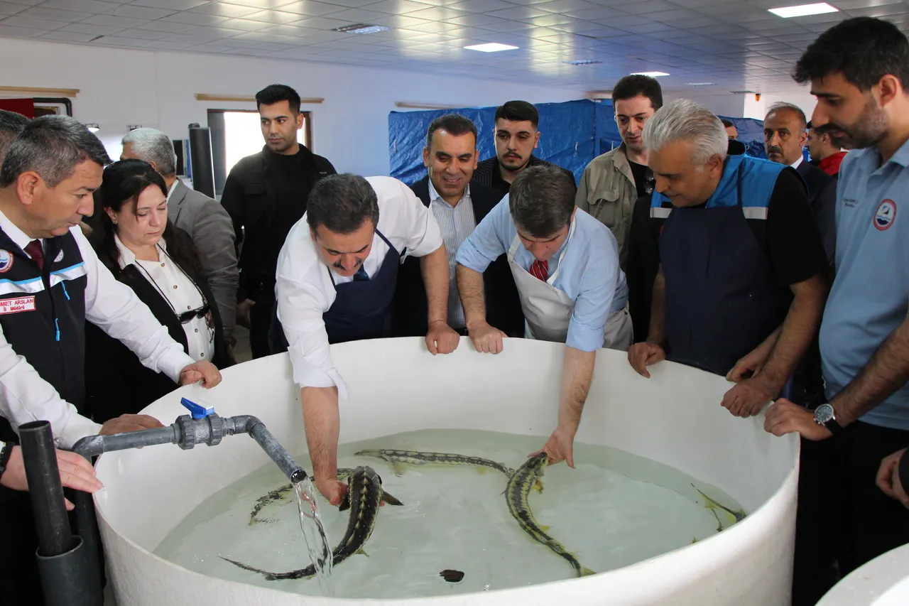 "Siyah inci" diye biliniyor, kilosu 90 bin lira! Karadeniz'e binlerce salınıyor, çiple takip edilecek