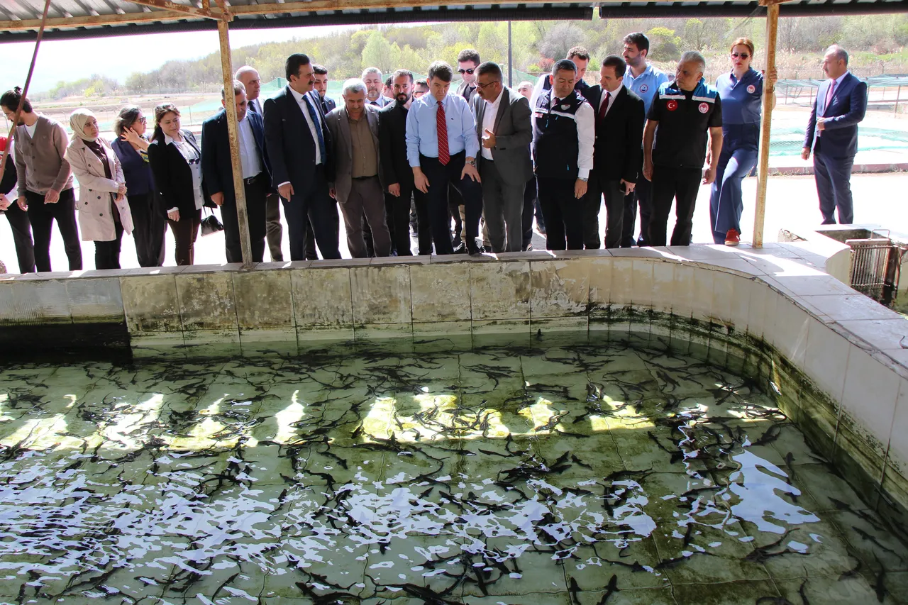 "Siyah inci" diye biliniyor, kilosu 90 bin lira! Karadeniz'e binlerce salınıyor, çiple takip edilecek