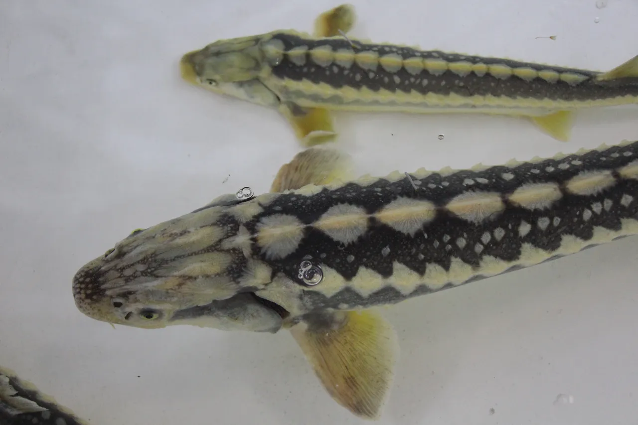 "Siyah inci" diye biliniyor, kilosu 90 bin lira! Karadeniz'e binlerce salınıyor, çiple takip edilecek