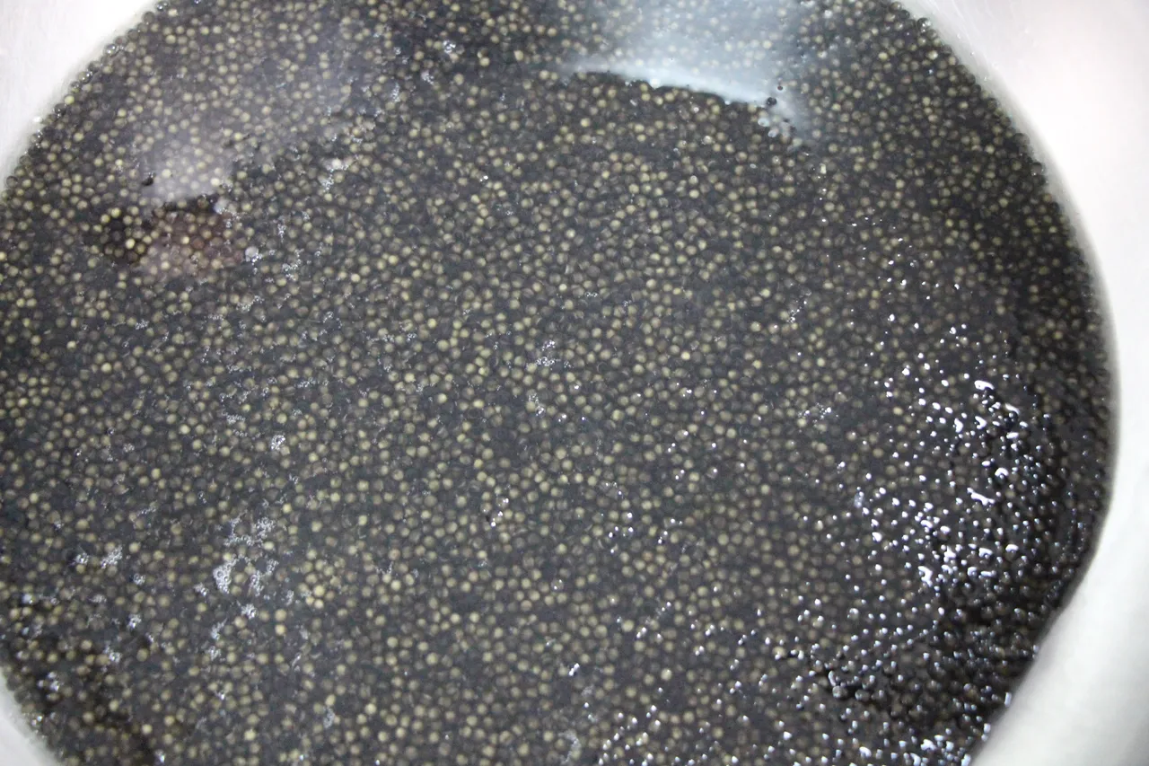 "Siyah inci" diye biliniyor, kilosu 90 bin lira! Karadeniz'e binlerce salınıyor, çiple takip edilecek