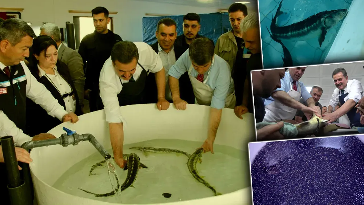 KİLOSU 90 BİN LİRA!