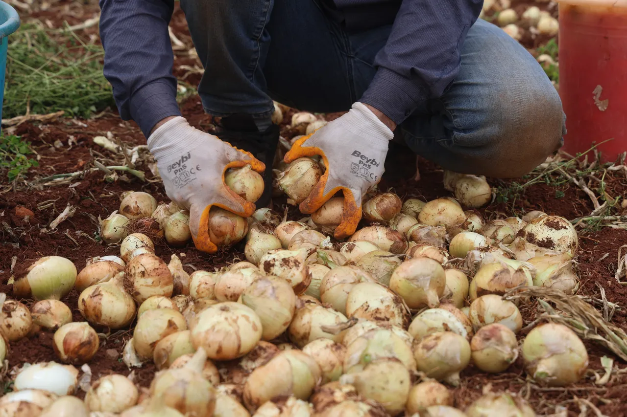 Tarlada 25, manavda 35 TL! Sınırın sıfır noktasında hasat bereketli başladı