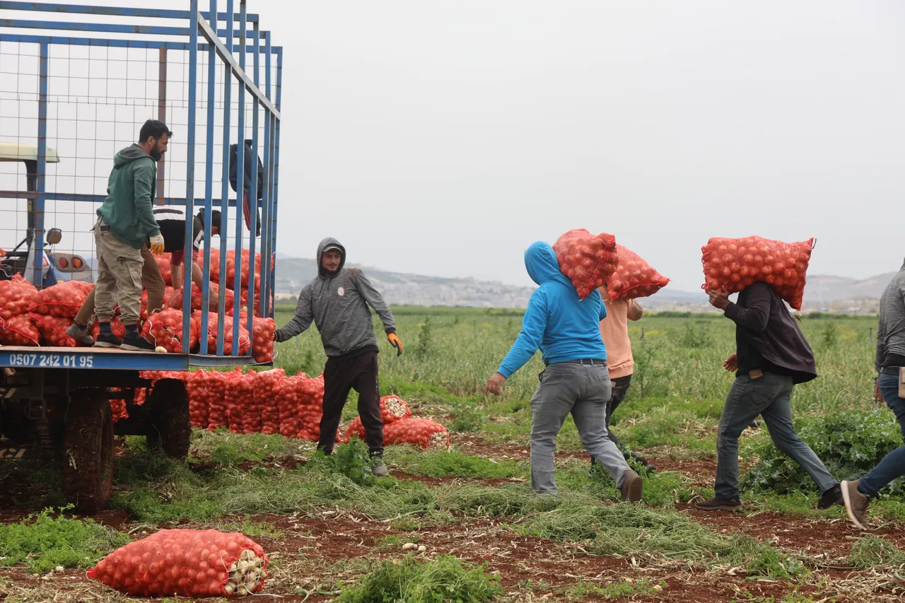Tarlada 25, manavda 35 TL! Sınırın sıfır noktasında hasat bereketli başladı