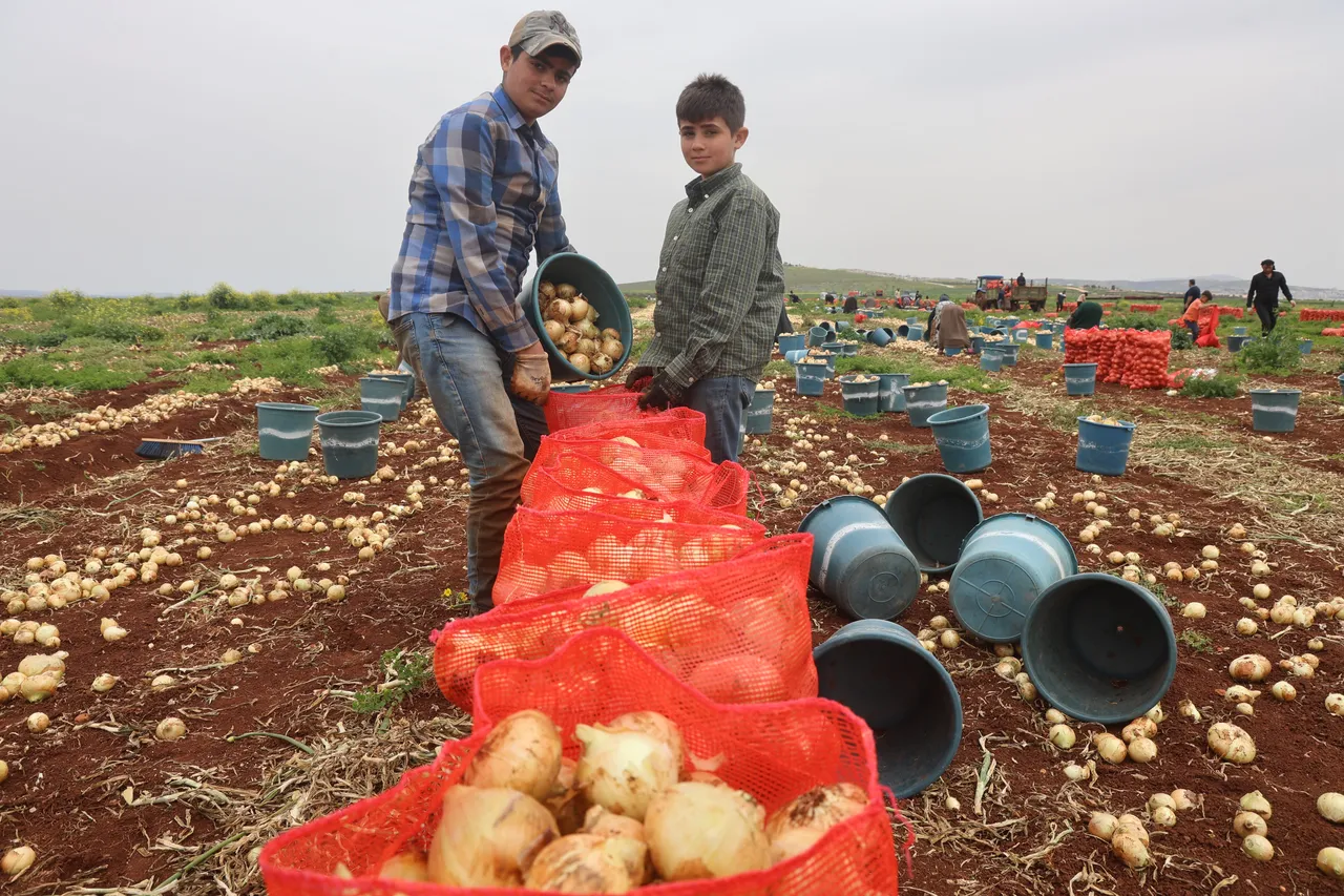 Tarlada 25, manavda 35 TL! Sınırın sıfır noktasında hasat bereketli başladı