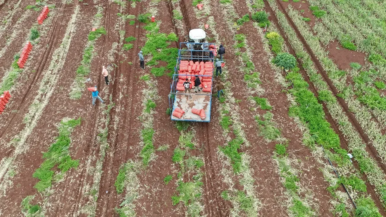 TARLADA 25, MANAVDA 35 TL!