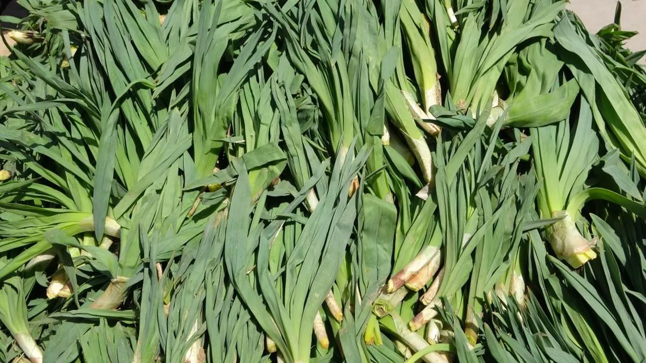 Yüksek kesimlerde kendi kendine yetişiyor! Tam bir şifa kaynağı... 100 liradan satışa çıktı